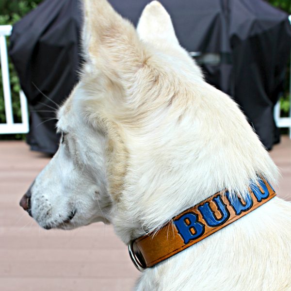 Personalized Painted Leather Dog Collar
