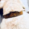 Custom Leather Dog Collar