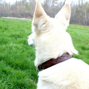 Wild West Leather Dog Collar