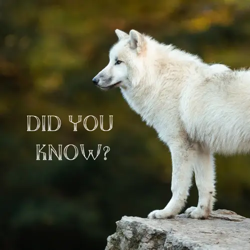 Wolf Information